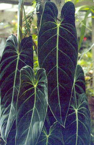 Philodendron melanochrysum