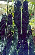 Philodendron melanochrysum