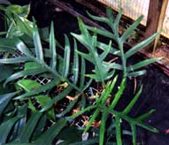 Philodendraon cf tortum.  "Juvenile" leaves on a plant from a cutting.  Note the differences between this plant and plant in previous image of broad-leaflet variety.