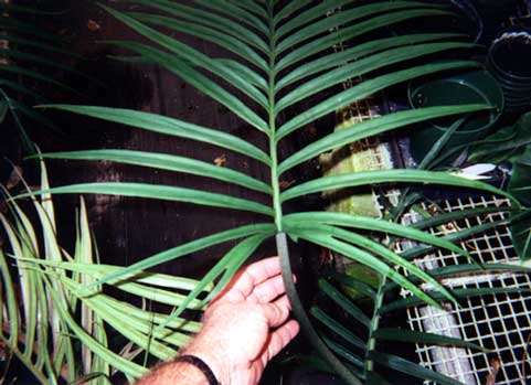 Philodendron cf. tortum. Posterior divisions of leaf blade of broad-leaflet variety.