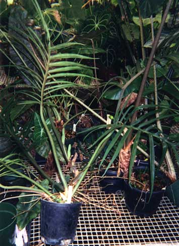 Philodendron cf. tortum. Entire "leggy" plant in bloom. Note the large curved "claw" at the base of peduncles and recent petiole of broad-leaflet variety.