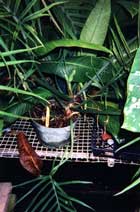 Philodendron cf. tortum "broad leaflets".  Inflorescences.  Note the large curved "claw" at the base of the leaf.