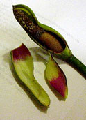 Inflorescence of Philodendron tortum, spathe cut away to show spadix.   Note the interior color of spathe.