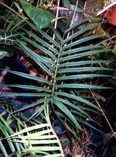 Philodendron cf. tortum. Entire leaf and petiole. Note the posterior divisions of broad leaflets variety.