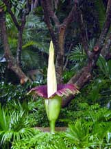 Amorphophallus titanum blooming in 2004