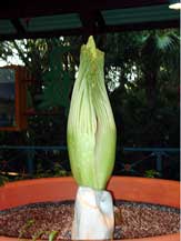 Amorphophallus titanum blooming in 2005