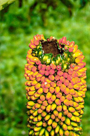 A close-up view of the infructescence of Amorphophallus paeoniifolius.