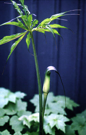 Arisaema consanguineum