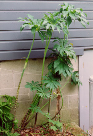 Arisaema consanguineum