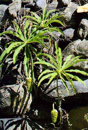 Arisaema erubescens