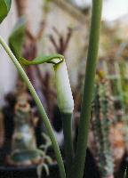 Arisaema sp. Blue Pollen