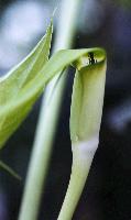 Arisaema sp. Blue Pollen