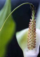 Arisaema sp. Blue Pollen