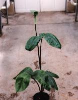 Arisaema filiforme