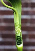 Arisaema neglectum