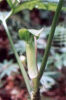 Arisaema ehimense