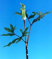 Arisaema yamatense