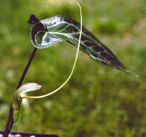 Arisaema wrayii