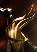 Arisaema amurense v serratum