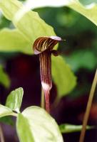 Arisaema amurense