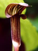 Arisaema amurense