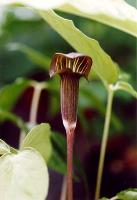 Arisaema amurense v serratum