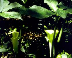 Arisaema bockii