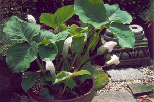 Arisaema candidissimum