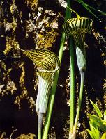 Arisaema ciliatum