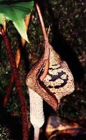 Arisaema cordatum