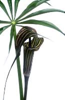 Arisaema species 'CT369'