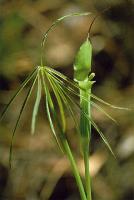 Arisaema concinnum