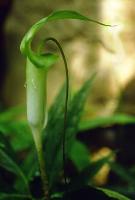 Arisaema filiforme