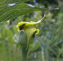 Arisaema flavum