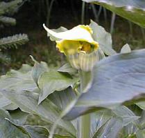 Arisaema flavum