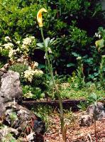 Arisaema flavum