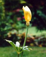 Arisaema flavum