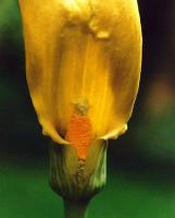 Arisaema flavum