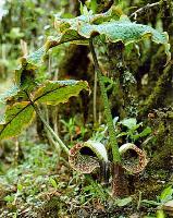 Arisaema griffithii in wild