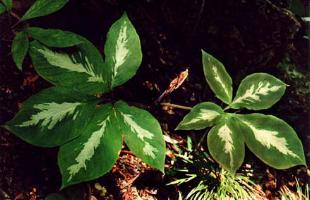 Arisaema kishidae