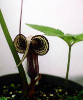 Arisaema kiusianum