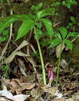 Arisaema kiusianum