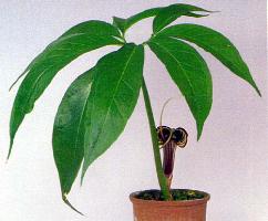 Arisaema thunbergii