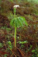 Arisaema murrayi