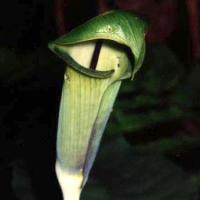 Arisaema penicillatumlum