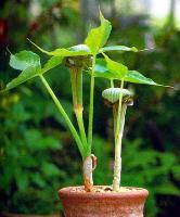 Arisaema ringens