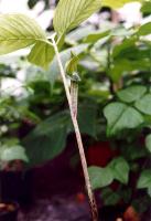 Arisaema ringens