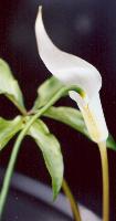 Arisaema sikokianum