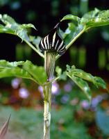 Arisaema serratum