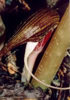 Arisaema speciosum mirabile